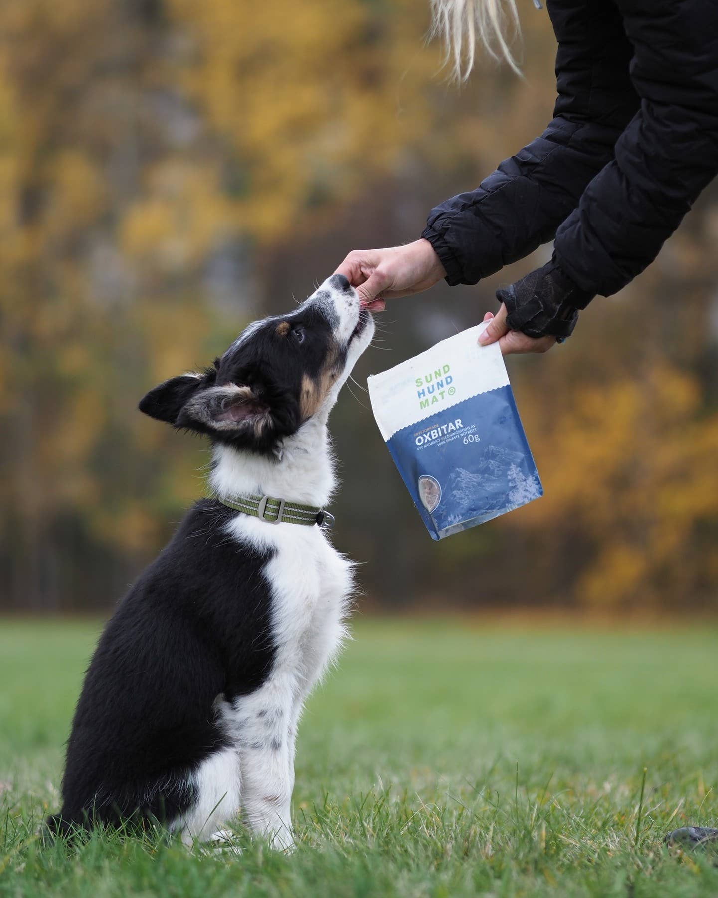 Frysetørket godbiter av storfe