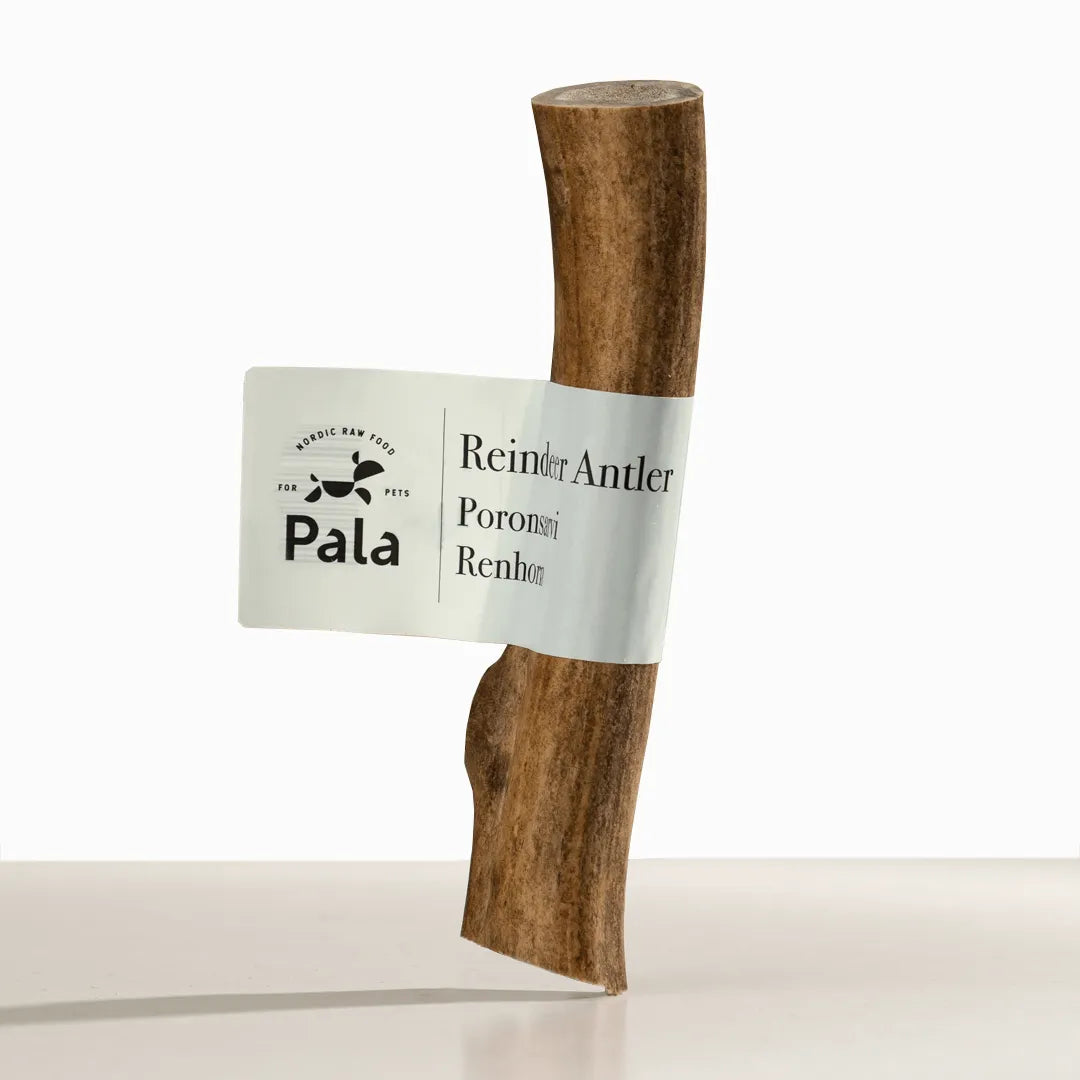 Pala - reinsdyr gevir