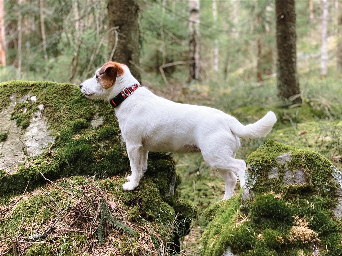 Woolly Wolf - Polar Night halsbånd