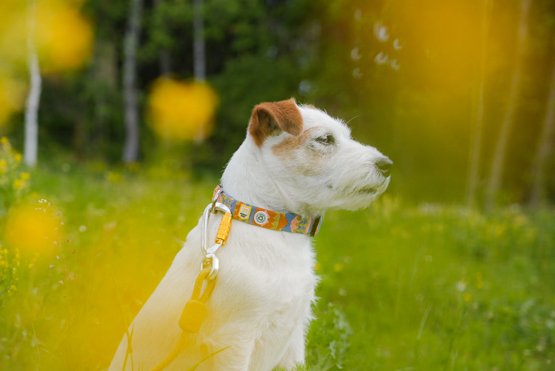 Woolly Wolf - Nightless Night halsbånd