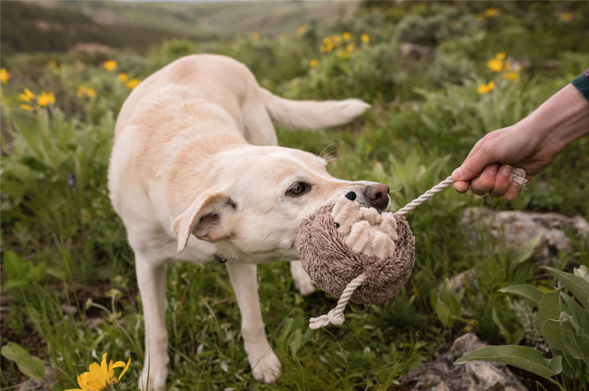 Forest Friends - Hamilton the Hedgehog