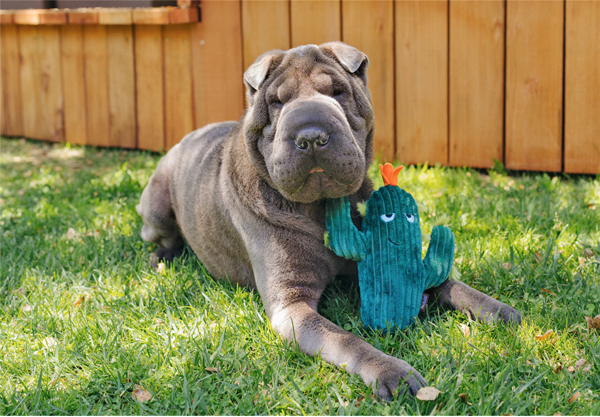 Blooming Buddies Collection Prickly Pup Cactus