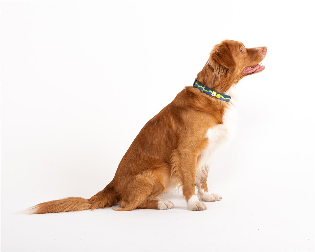 Woolly Wolf - Horizon halsbånd