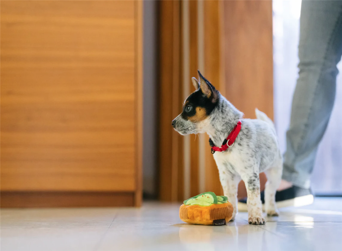 Barking Brunch Collection Avo-doggo Toast