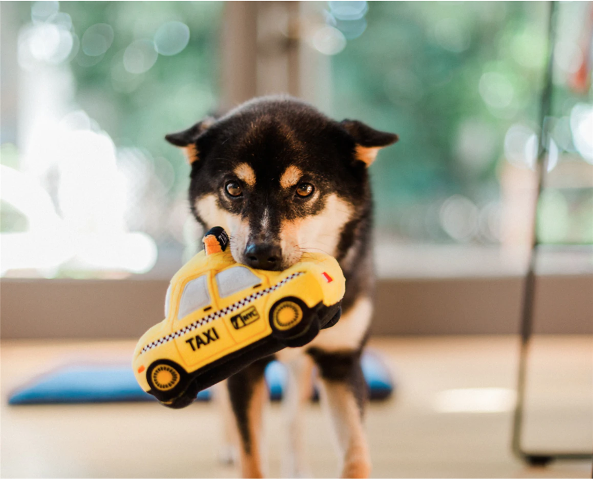 Canine Commute Collection New Yap City Taxi m/chew guard