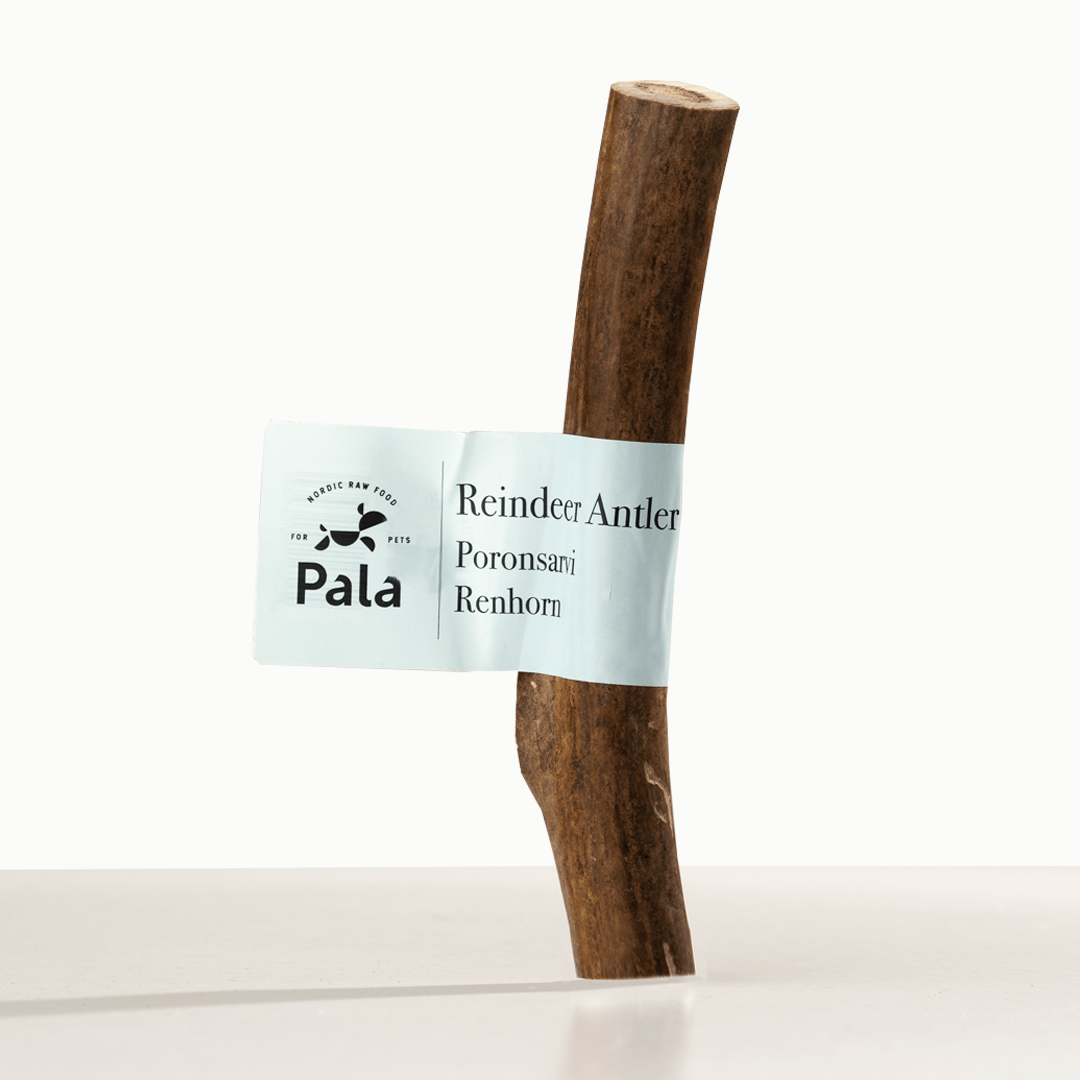 Pala - reinsdyr gevir
