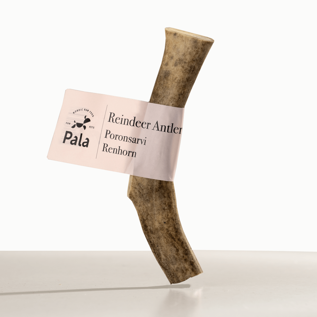 Pala - reinsdyr gevir