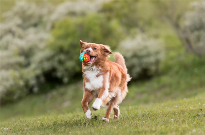 Go-Go Astro Ball