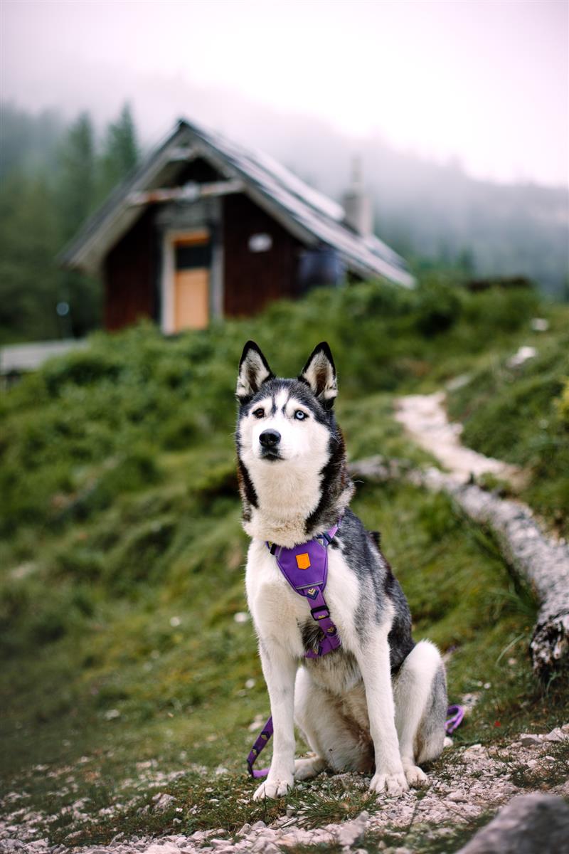 Woolly Wolf - Softline sele Northern Lights