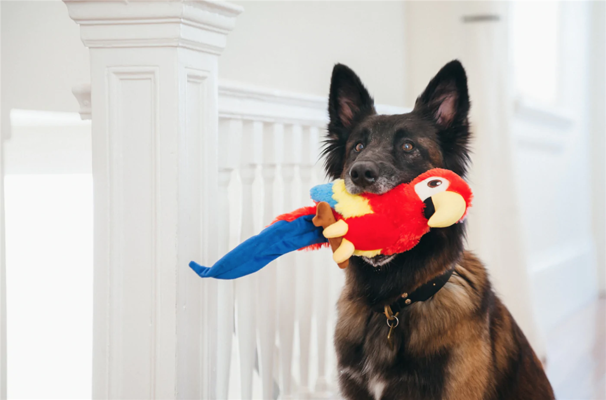 Fetching Flock Collection Paula the Parrot m/Chew Guard