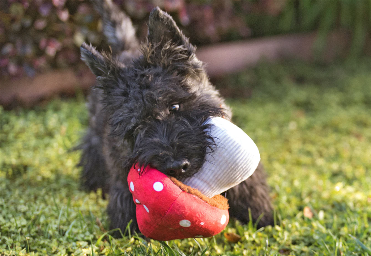 Blooming Buddies Collection Mutt Mushroom (2i1 leke)